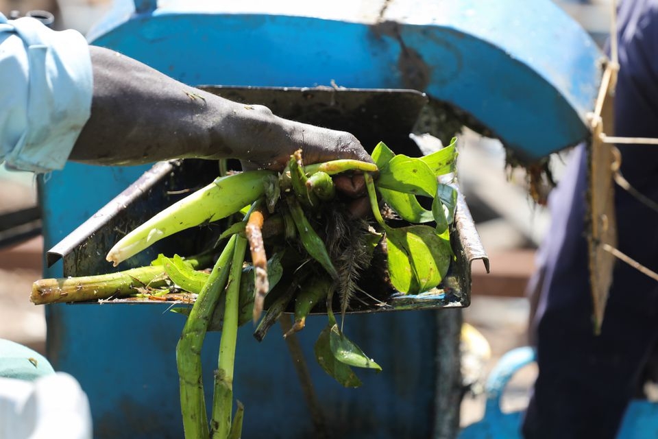 Kenya biến bèo lục bình thành nhiên liệu sinh học để nấu ăn