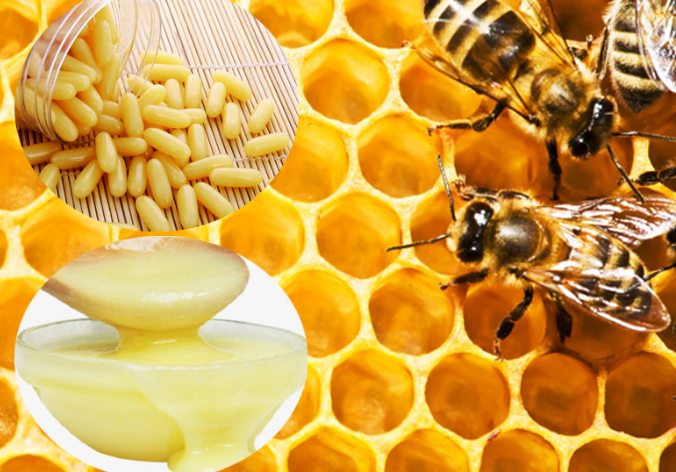 Lợi ích sức khỏe và những lưu ý khi sử dụng sữa ong chúa