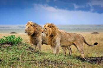 Những bức ảnh tuyệt đẹp về loài sư tử ở châu Phi