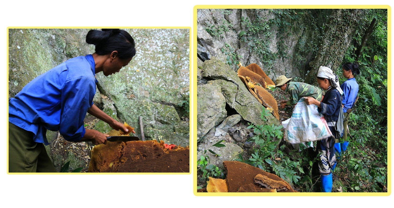 Độc đáo phong tục thu hoạch tổ ong khoái tự nhiên khổng lồ ở xóm Hoài Khao