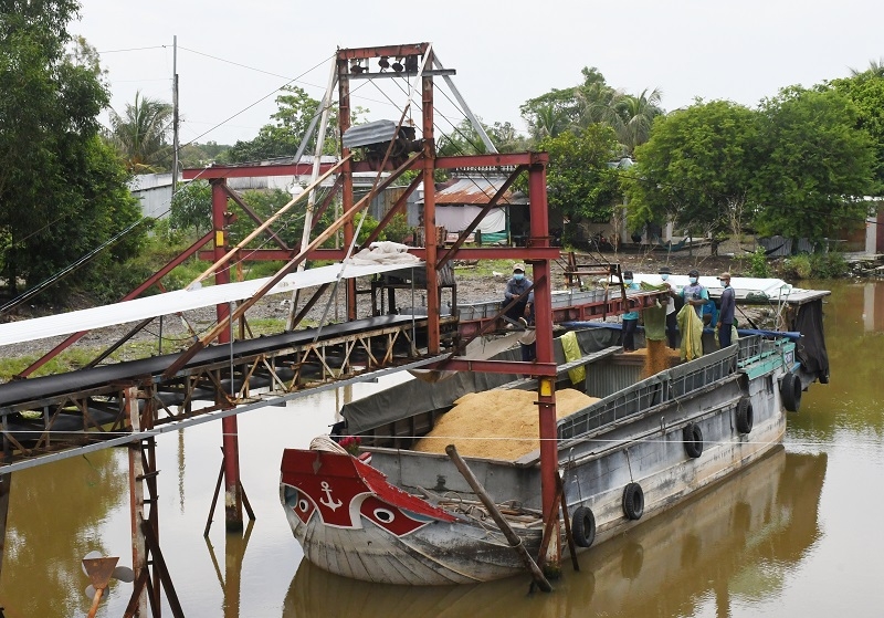 Lúa hè thu được giá nhưng khó đầu ra