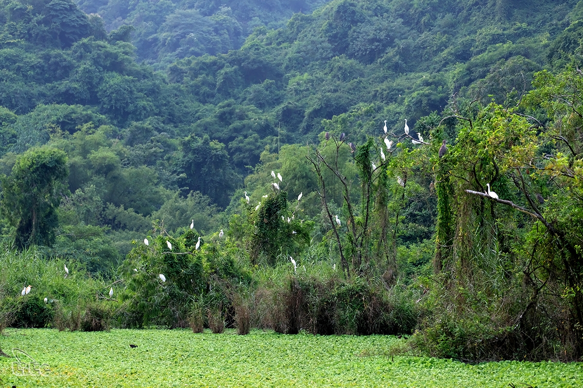 Vườn chim Thung Nham – điểm du lịch sinh thái đa dạng, ngày càng hấp dẫn của Ninh Bình