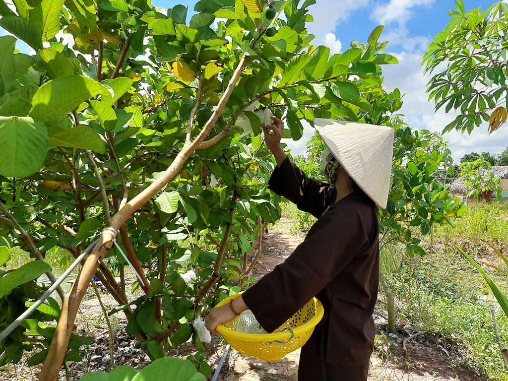 Nhiều lựa chọn cho du lịch trải nghiệm tại Long An