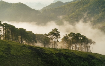 Đồi thông Vinh Quý - Một thoáng mơ màng trong lòng Hạ Lang