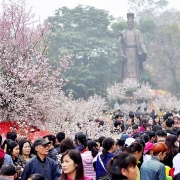 Lễ hội hoa anh đào Nhật Bản - Hà Nội 2020 tổ chức vào tháng 3-2020