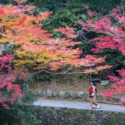 Đến Kyoto, lạc lối giữa rừng phong lá đỏ