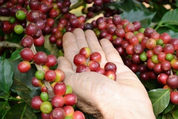 Giá cà phê hôm nay ngày 21/10: Quay đầu giảm 200 - 300 đồng/kg,
