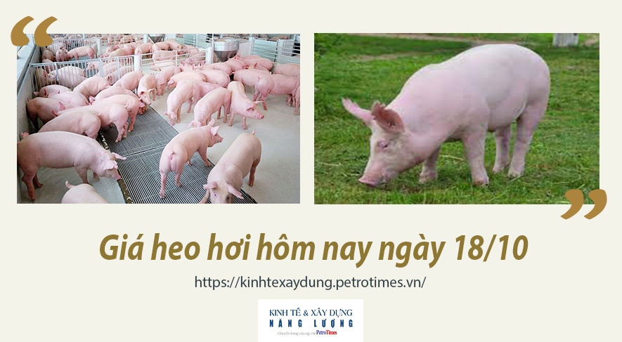 Giá heo hơi hôm nay ngày 18/10: Tiếp tục giảm ở một số tỉnh thành miền Nam