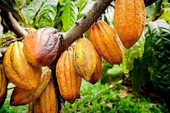 Giá cacao, cao su tiếp tục tăng mạnh trong khi giá bông, đường quay đầu giảm