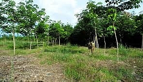 Đất rừng phòng hộ được chuyển mục đích sử dụng đất sang đất ở không?