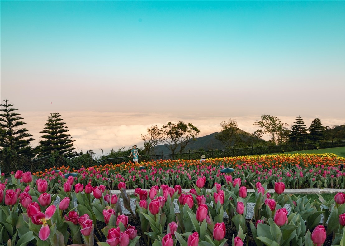 den ba na tet nay de chiem nguong 15 trieu bong tulip khoe sac dieu ky