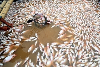 Hàng trăm tấn cá chết trắng trên bè sông La Ngà