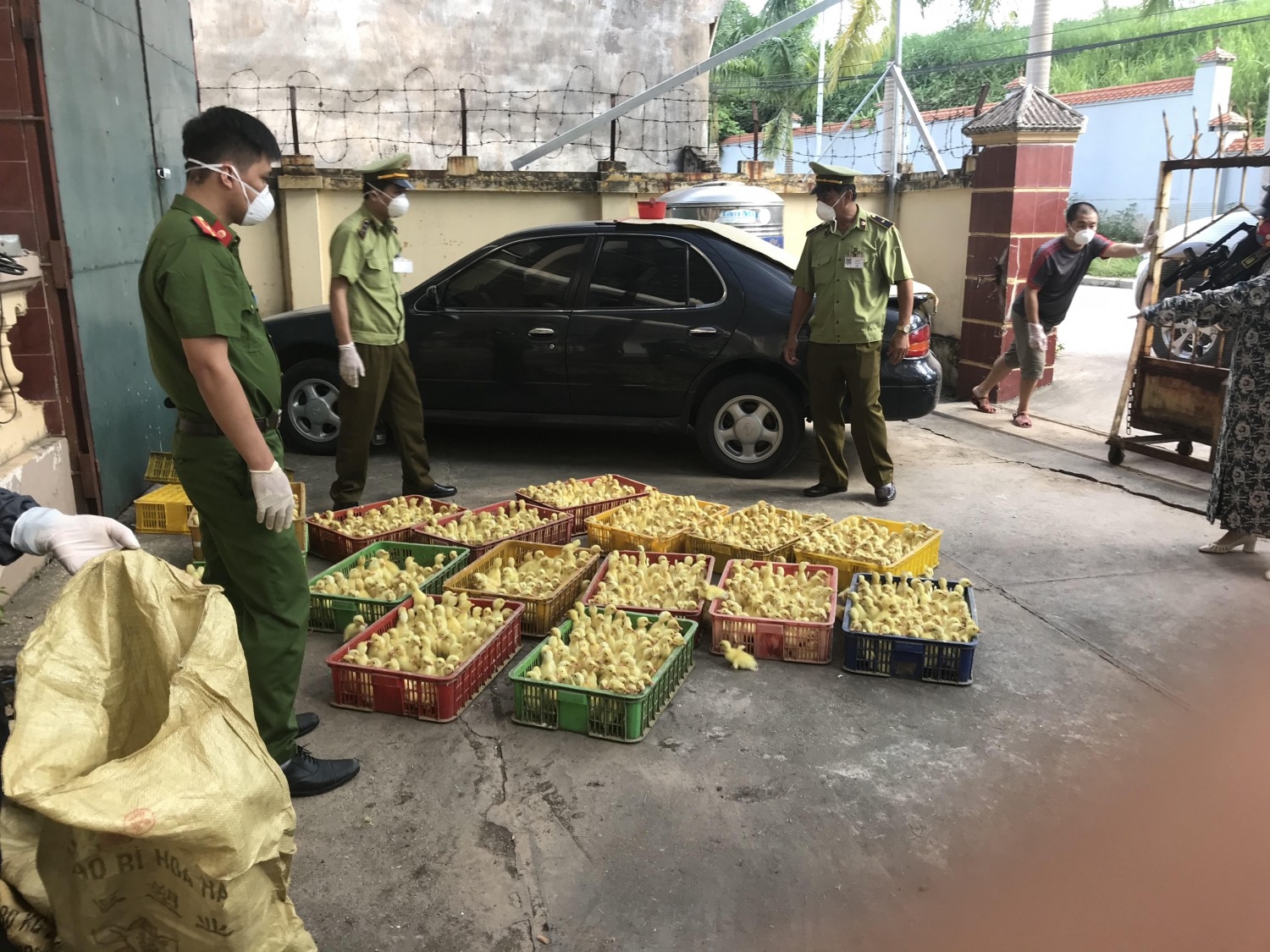 Lạng Sơn: Bắt giữ hơn 1.500 con gia cầm giống nhập lậu