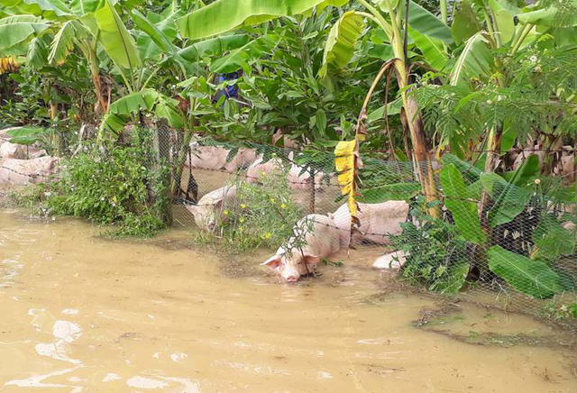 thanh hoa nuoc nhan chim trang trai hang nghin con lon boi trong dong lu