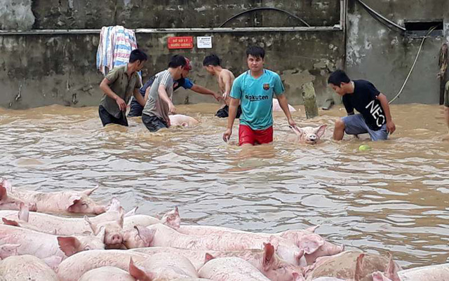 thanh hoa nuoc nhan chim trang trai hang nghin con lon boi trong dong lu