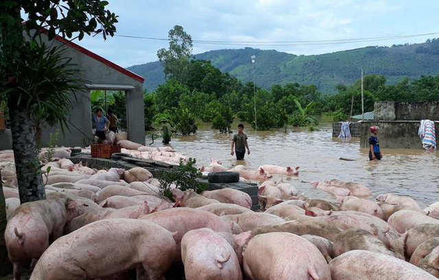 thanh hoa nuoc nhan chim trang trai hang nghin con lon boi trong dong lu