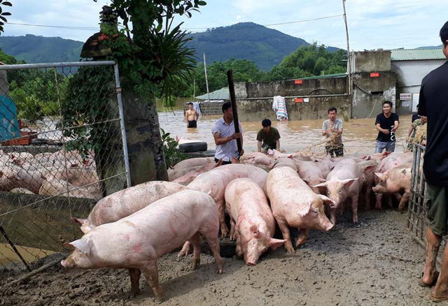 thanh hoa nuoc nhan chim trang trai hang nghin con lon boi trong dong lu