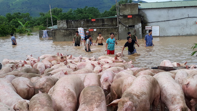 thanh hoa nuoc nhan chim trang trai hang nghin con lon boi trong dong lu