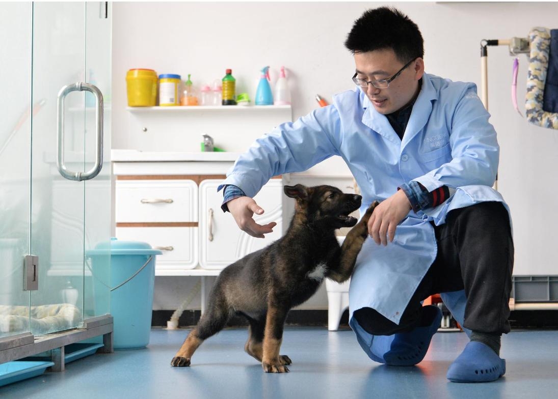 Cảnh sát Trung Quốc nhân bản chú chó khôn nhất