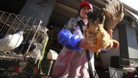 Nhiều người Trung Quốc mắc chủng virus cúm gà mới