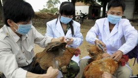 Trung Quốc hứa không che giấu thông tin về dịch cúm gia cầm mới