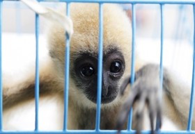 Nhật tăng mức phạt với tội buôn bán động vật hoang dã