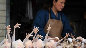Đài Loan: Cấm vĩnh viễn việc giết gia cầm sống tại chợ
