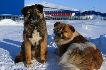 Nga lần đầu tiên công bố căn cứ mới ở Bắc Cực