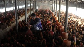 Trung Quốc mất hơn 6 tỷ USD vì H7N9