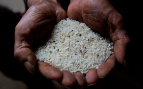 44,4% lúa gạo Trung Quốc nhiễm chất độc gây ung thư