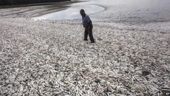 600 tấn cá chết dạt vào bờ biển Chile