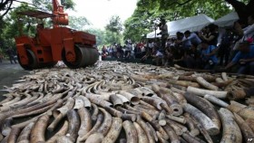 Philippines tiêu hủy hơn 5 tấn ngà voi