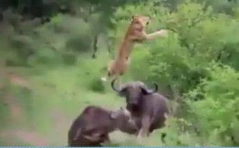 Trâu rừng kéo bầy tấn công sư tử