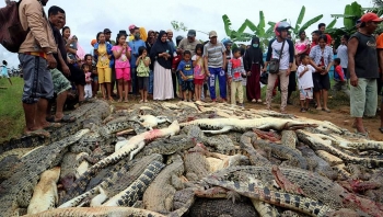 Đám đông tức tưởi chém chết gần 300 con cá sấu tại Indonesia