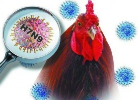 Ca lây nhiễm virus cúm H7N9 đầu tiên từ người sang người
