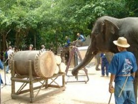 Xem và nghe các “nhạc công voi” ở Thái Lan hòa tấu
