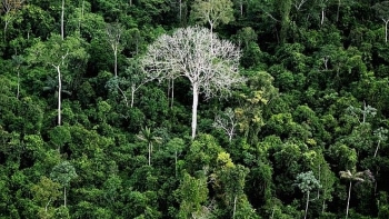 Brazil mở cửa rừng Amazon cho khai thác khoáng sản