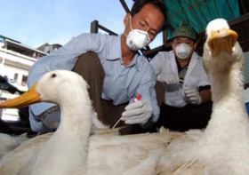 Người thứ 13 chết vì cúm gia cầm H5N1