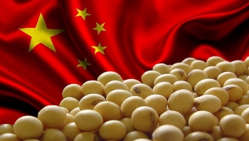 Trung Quốc ngừng toàn bộ nhập khẩu đậu nành của Mỹ
