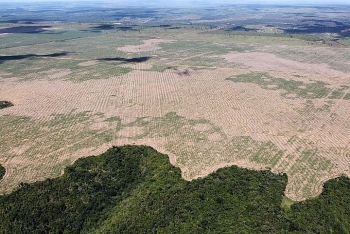 Rừng Amazon đang bị tàn phá ở mức cao chưa từng có