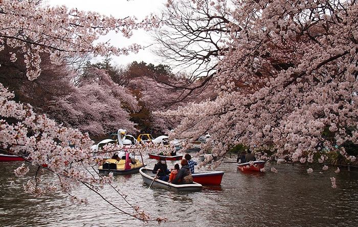 Năm 2019, hoa anh đào Nhật Bản nở sớm