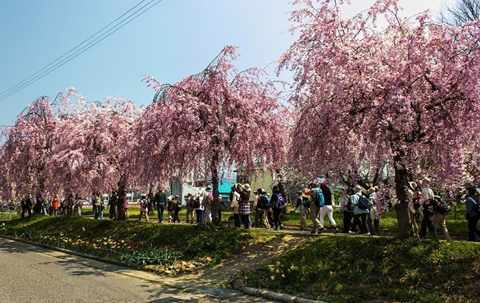 Năm 2019, hoa anh đào Nhật Bản nở sớm
