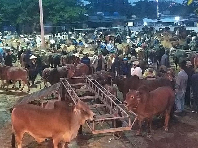 nhon nhip phien cho trau bo lon nhat mien bac