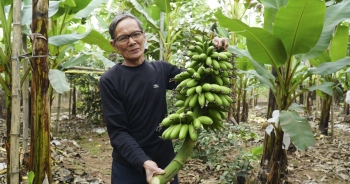 Về vùng chiêm trũng ăn đặc sản chuối tiến vua