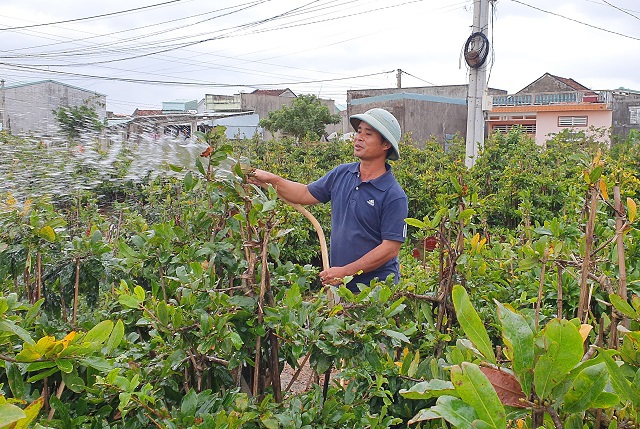 Thủ phủ mai vàng thấp thỏm chờ Tết - 1