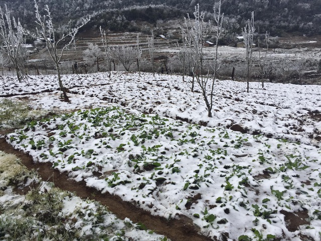Hình ảnh đẹp nhưng buồn sau trận mưa tuyết ở vùng cao Ý Tý - 10