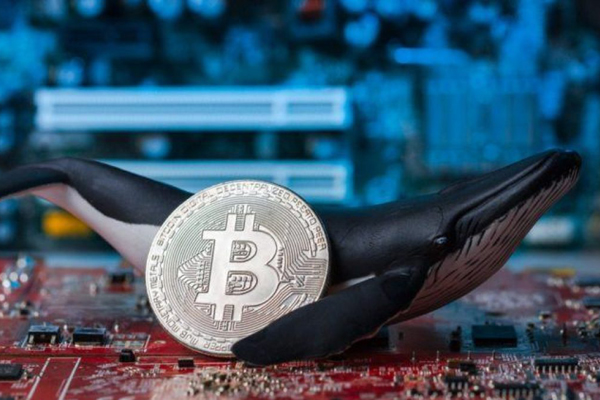 Bitcoin đang là cuộc chơi của các cá voi?