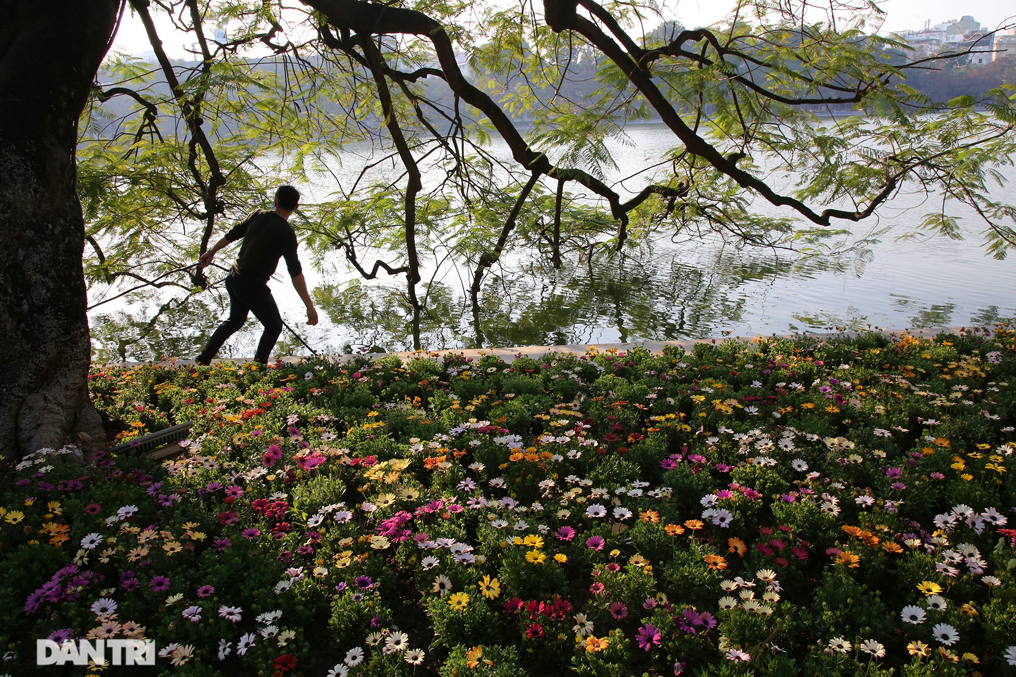 Hồ Gươm trang trí hoa rực rỡ sắc màu chào mừng Đại hội XIII của Đảng - 3