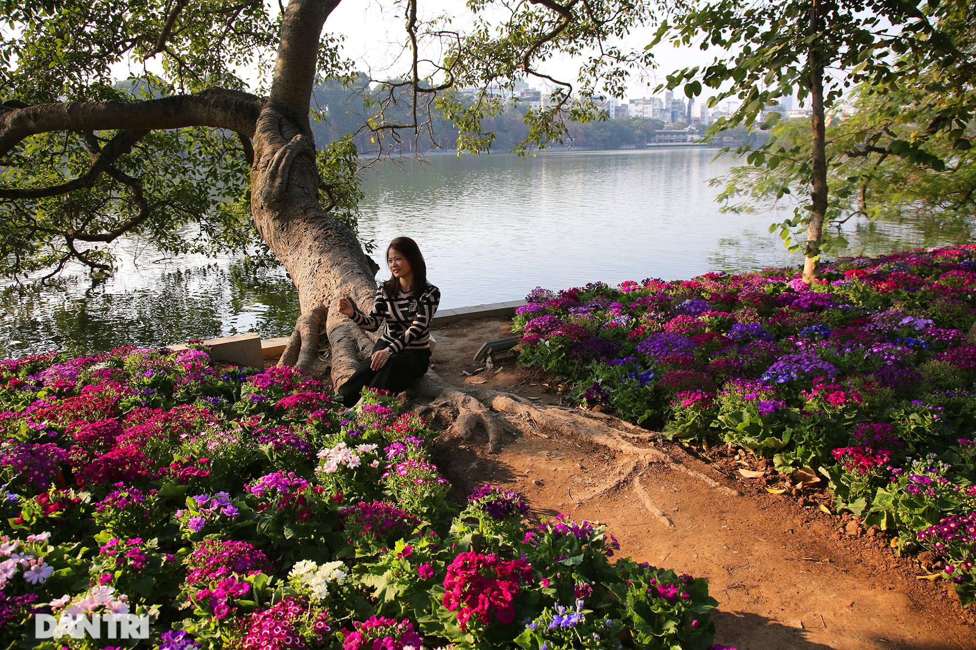 Hồ Gươm trang trí hoa rực rỡ sắc màu chào mừng Đại hội XIII của Đảng - 6