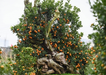 Quất bonsai trăm triệu khoe dáng bày bán tại thủ phủ trồng quất Tứ Liên